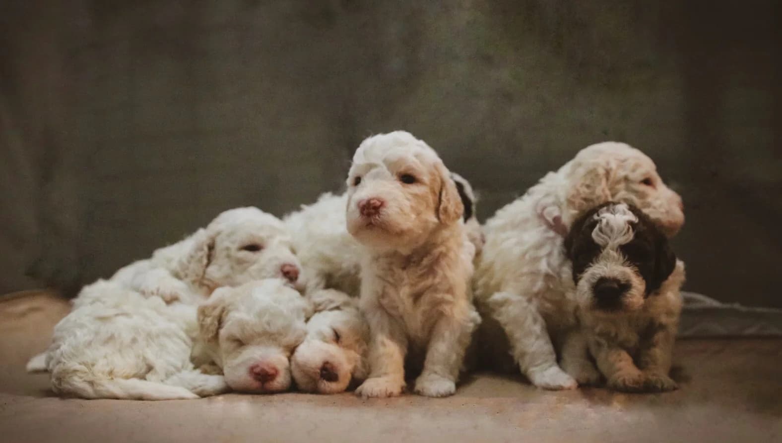 A litter of young Lagotto Romagnolo puppies