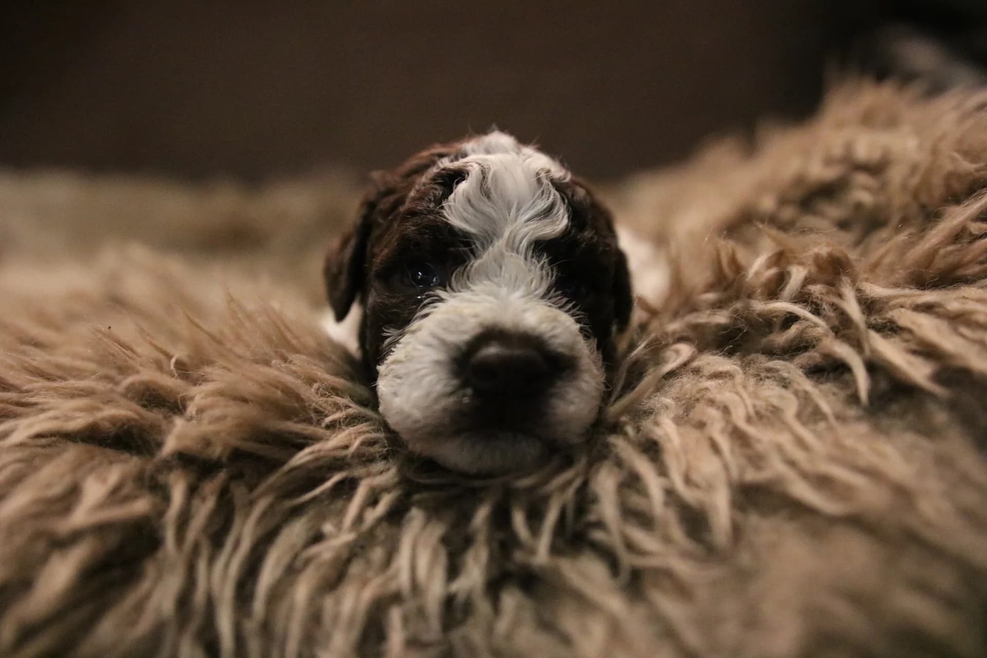Black and white Lagotto puppy